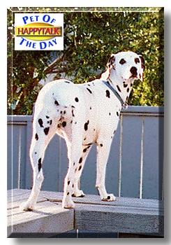 Happytalk, the Pet of the Day
