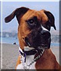 Daisy the Boxer