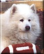 Arctic Zephyr the Samoyed