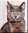 Monkey the Burmese cross