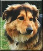 Misha the Malamute/Collie