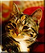 Tetley the Cat