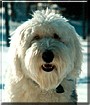 Daisy the Old English Sheepdog