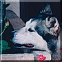 Bourbon the Alaskan Malamute