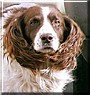 Ben the Springer Spaniel