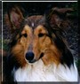 Summer the Shetland Sheepdog