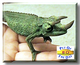 Bo, the Pet of the Day