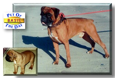 Basil, the Pet of the Day