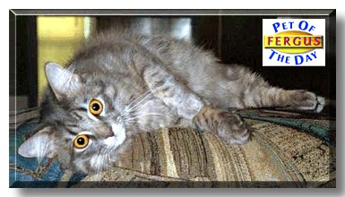 Fergus, the Pet of the Day