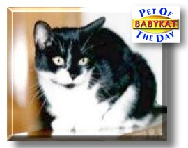 BabyKat, the Pet of the Day