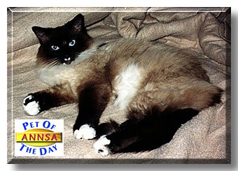 Annsa, the Pet of the Day