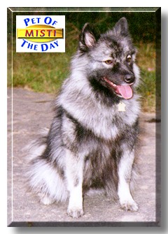 Misti, the Pet of the Day