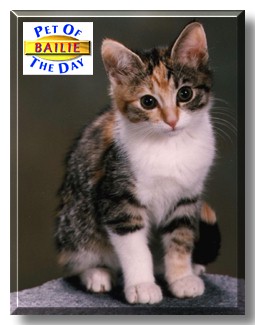 Bailie, the Pet of the Day