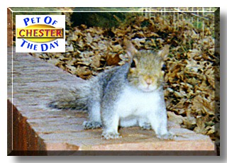 Chester, the Pet of the Day