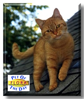 Flora, the Pet of the Day