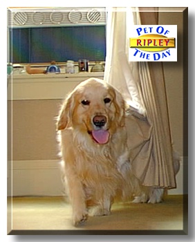 Ripley, the Pet of the Day