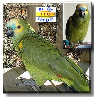 Ito, the Pet of the Day