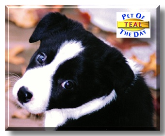 Teal, the Pet of the Day