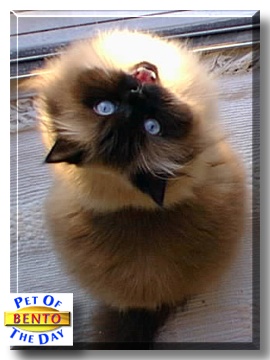 Bento, the Pet of the Day
