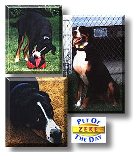 Zeke, the Pet of the Day