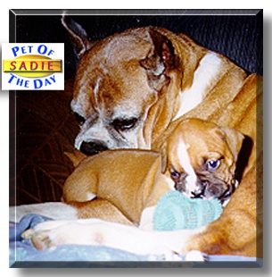 Sadie, the Pet of the Day