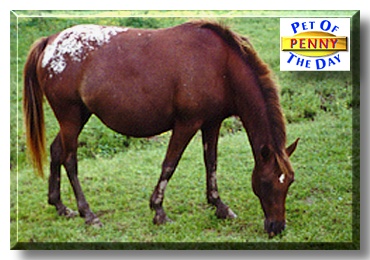 Penny, the Pet of the Day