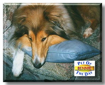 Bennie, the Pet of the Day