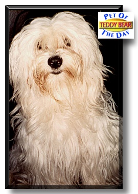 Teddy Bear, the Pet of the Day