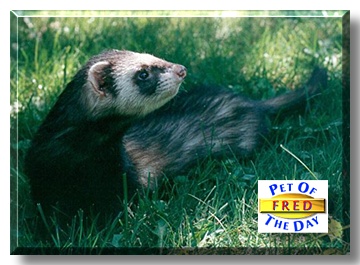Fred, the Pet of the Day