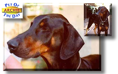 Archibold, the Pet of the Day