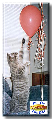 Vladimir, the Pet of the Day