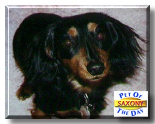 Saxony, the Pet of the Day