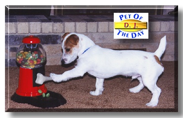 DJ, the Pet of the Day