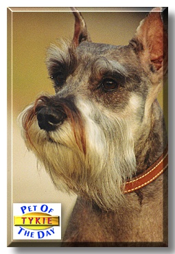 Tykie, the Pet of the Day