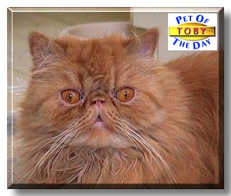 Toby, the Pet of the Day