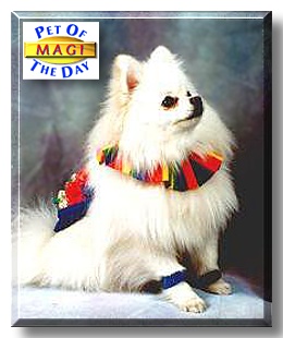 Magi, the Pet of the Day