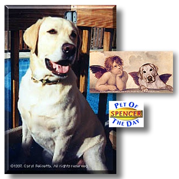 Spencer, the Pet of the Day