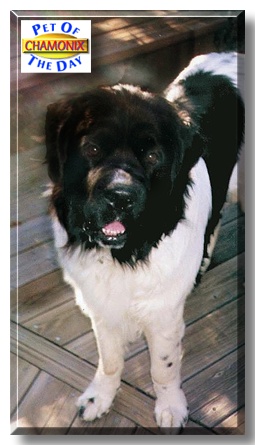 Chamonix, the Pet of the Day