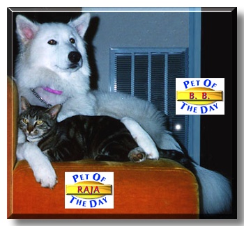 Betty Boop and Raja, the Pets of the Day