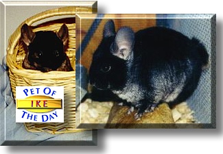 Ike, the Pet of the Day