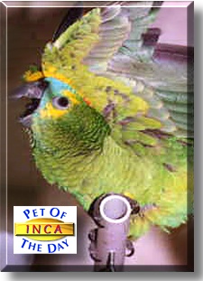 Inca, the Pet of the Day