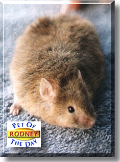 Rodney, the Pet of the Day