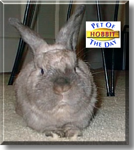 Hobbit, the Pet of the Day