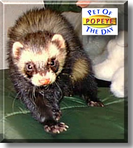 Popeye, the Pet of the Day