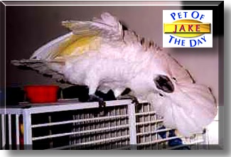 Jake, the Pet of the Day