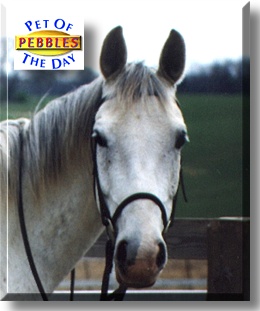 Pebbles, the Pet of the Day