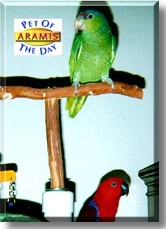 Aramis, the Pet of the Day