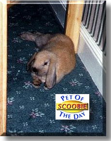 Scoobie, the Pet of the Day