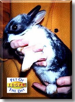 Edgar, the Pet of the Day