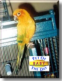 Baby, the Pet of the Day